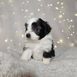 Sage Tiny Toy CKC - Black and white female Aussiedoodle puppy in Doerun, Georgia from Twig & Tail Puppies