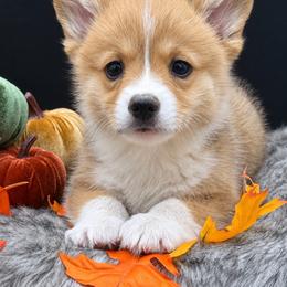 Bailey - Fawn and white female American Corgi puppy in Missouri from Country Legends Aussies & Corgis