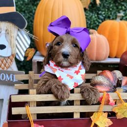 Apple's Purple Girl - Red  female Goldendoodle puppy in Kountze, Texas from Texas Doodles LLC