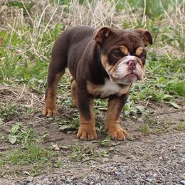 Boxer, Bulldog, and French Bulldog Puppies from Hillview Kennels