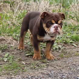 Boxer, Bulldog, and French Bulldog Puppies from Hillview Kennels