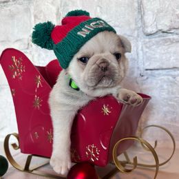 Green collar - Cream male Pug puppy in Tucson, Arizona from Furever Friends