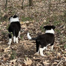 Border Collie Puppies from Roaring River Border Collies