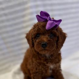 Kelsie - Red  female Poodle puppy in Mint Hill, North Carolina from DoodleForever