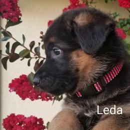 German Shepherd Puppies from Central Coast German Shepherds