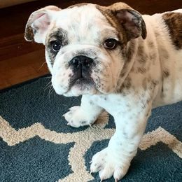 Bulldogs and French Bulldogs from Heritage Purebred
