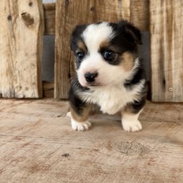 Pembroke Welsh Corgi and Toy Australian Shepherd Puppies from Double Bar H Corgis & Aussies