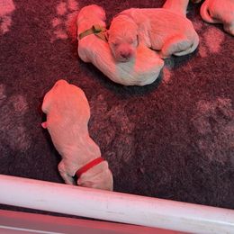 Golden Retriever Puppies from ATW Retrievers