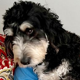 Piper - Bernedoodle