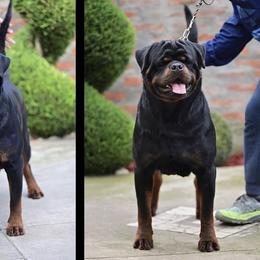 Boy 1 - Black and mahogany male Rottweiler puppy in Tacoma, Washington from Karma Kennel PNW
