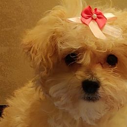 Companion Crosses, Havanese, Havapoos, Maltese, Maltipoos, Morkies, and Yorkshire Terriers from Rosewood Kennels