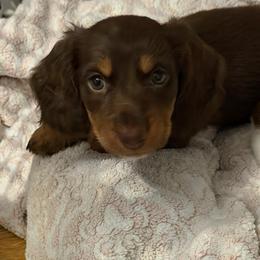 Timber AKC - Chocolate and tan male Dachshund puppy in Erie, Michigan from Champagne’s Grinch Toe’d Dachshunds
