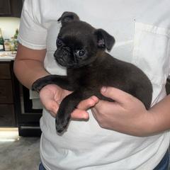 Brussels Griffon Puppies from Butler Brussels Griffon