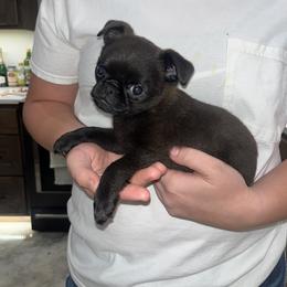 Brussels Griffon Puppies from Butler Brussels Griffon