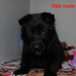 Red collar - Black male German Shepherd puppy in Ann Arbor, Michigan from Von Der Havier German Shepherds