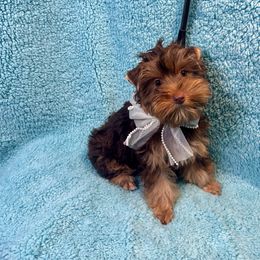 GINGER - Chocolate and tan female Yorkshire Terrier puppy in Shelton, Washington from Cute Yorkies