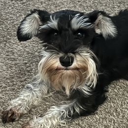 Jovie - Miniature Schnauzer