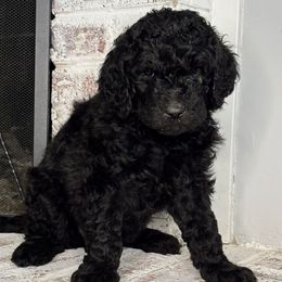 Solace - Black and white female Aussiedoodle puppy in Monroe, North Carolina from The Klepper Homestead