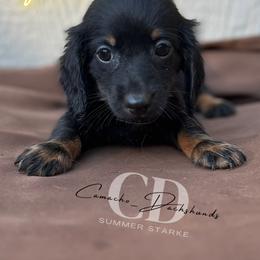 Dachshund Puppies from Camacho_Dachshunds