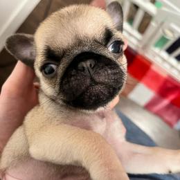 Scout - Fawn male Pug puppy in Glendale, Oregon from Azalea Pugs