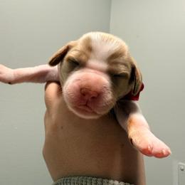 Babbs - White and orange female Brittany puppy in Prospect, Virginia from Sandridge Brittanys