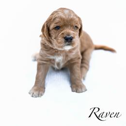 Raven - Red  female Goldendoodle puppy in Boise, Idaho from Goldendoodle Baby
