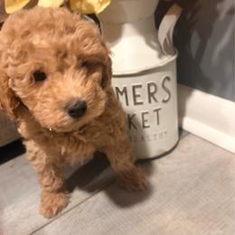 Annie (yellow collar ) - Red  female Goldendoodle puppy in Atco, New Jersey from Flannery’s lucky puppies 🍀