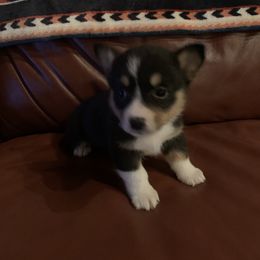 Girl 3 - Pembroke Welsh Corgi puppy in Brackettville, Texas from Schott’s Country Corgis