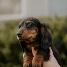 Dachshund Puppies from EntityDachs