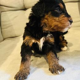 Bernedoodle Puppies from Bernied00dle Love