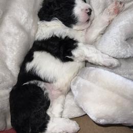 Portuguese Water Dog Puppies from Cornerstones Porties