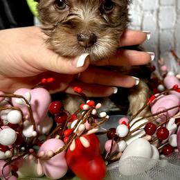 Chocolate sparkle - Chocolate, tan and white female Yorkshire Terrier puppy in Redford Township, Michigan from Sweet and Sassy Pups