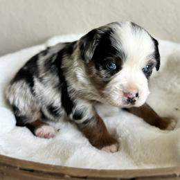 Joey - Blue merle Miniature Australian Shepherd puppy in Jerome, Idaho from Merrick Mini Aussies