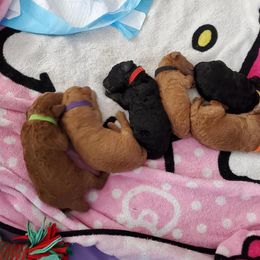 Australian Labradoodle Puppies from Lindsey's Labradoodles