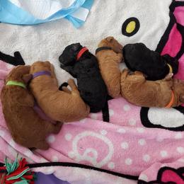 Australian Labradoodle Puppies from Lindsey's Labradoodles