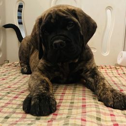 Mastiff Puppies from Cabezon Mastiffs