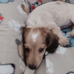 Boy 5 - Dachshund puppy from Forever Doxie