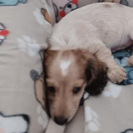 Boy 5 - Dachshund puppy from Forever Doxie