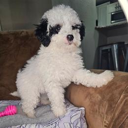 Wassail - Black and white female Bernedoodle puppy in Fort White, Florida from Jade
