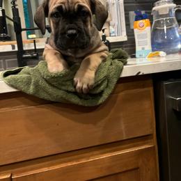 Cane Corso Puppies from PNW Cane Corsos