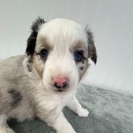 Sweet Pea - Blue merle female Miniature Australian Shepherd puppy in Mt Juliet, Tennessee from J&J Harmony Acres
