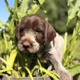 Dark Green collar Male - Brown and gray male Wirehaired Pointing Griffon puppy in Sheldon, Vermont from Ole Poor Farm