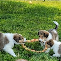 Scottish Collie Puppies from Sundance Scottish-Colleys