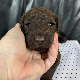 Goldendoodle Puppies from Surrey Lane Doodles