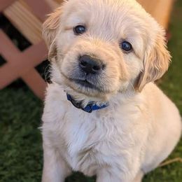 Golden Retriever Puppies from Mountain Sky Goldens