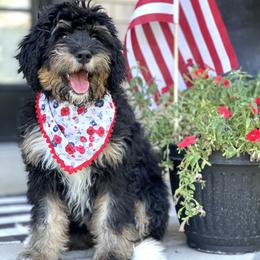Aussiedoodle, Bernedoodle, and Goldendoodle Puppies from JW Doodles