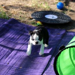 Boston Terrier and Italian Greyhound Puppies from 4Ever Boston Terriers & Italian Greyhounds