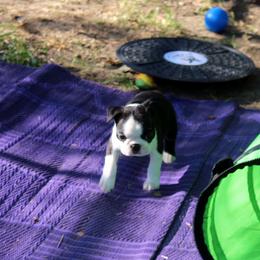 Boston Terrier and Italian Greyhound Puppies from 4Ever Boston Terriers & Italian Greyhounds