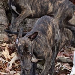Greyhounds from Harmony Greyhounds