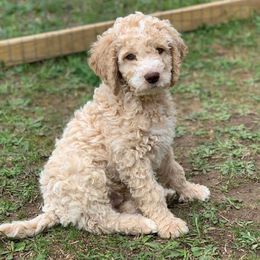 Ryder - Australian Labradoodle